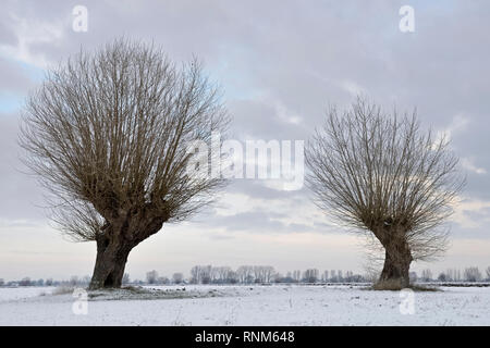 Vieux saules étêtés ( Salix sp. ) Sur un matin d'hiver glacial sur les terres couvertes de neige, région du Bas Rhin, la Rhénanie du Nord-Westphalie, Allemagne. Banque D'Images