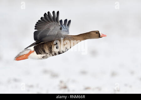 De l'Oie naine / Blaessgans ( Anser albifrons ), invité d'hiver de l'Arctique en vol, décoller de la neige a couvert les terres agricoles, de la faune, de l'Europe. Banque D'Images