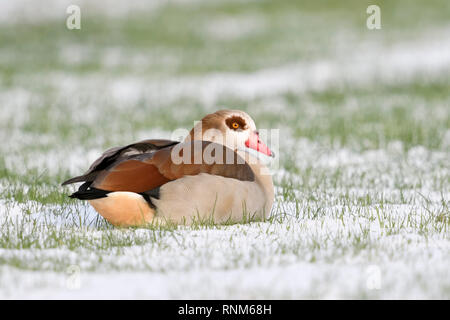 Egyptian goose / Nilgans (Alopochen aegyptiacus) en hiver, le mensonge, reposant sur des terres agricoles, la faune, l'Europe. Banque D'Images