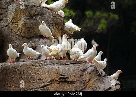 Les pigeons blancs assis sur un rocher Banque D'Images