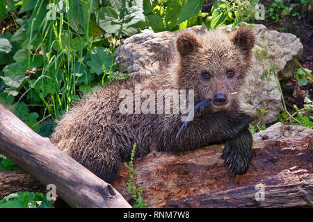 Brown Bear cub - Ursus arctos Banque D'Images