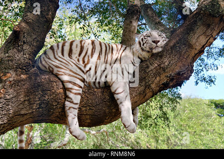 Tigre blanc du Bengale - Panthera tigris tigris Banque D'Images