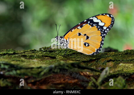 Plain tiger butterfly - Danaus chrysippe Banque D'Images