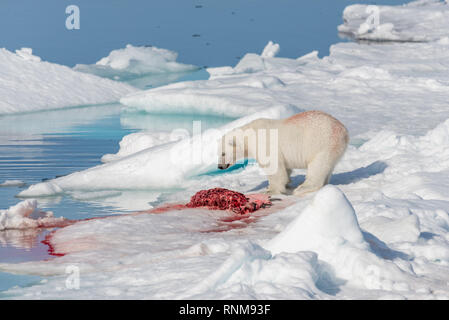 Deux ours polaires sauvages tués manger joint sur la banquise au nord de l'île de Spitsbergen, Svalbard Banque D'Images