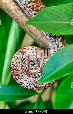 Queue de caméléon panthère (Furcifer pardalis) - mâle Banque D'Images