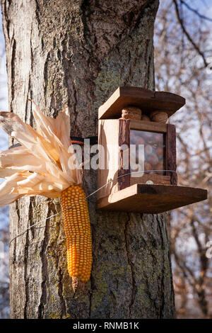 Pour les écureuils d'alimentation dans un parc public, le maïs cob et écrous, Cologne, Allemagne. Fuer Futterstation Eichhoernchen dans un parc, de Maiskolben und Nuesse, K Banque D'Images