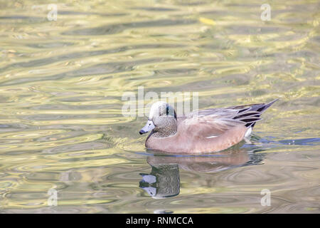 American Wigeon (Mareca americana), Franklin Canyon, Los Angeles, CA. Banque D'Images