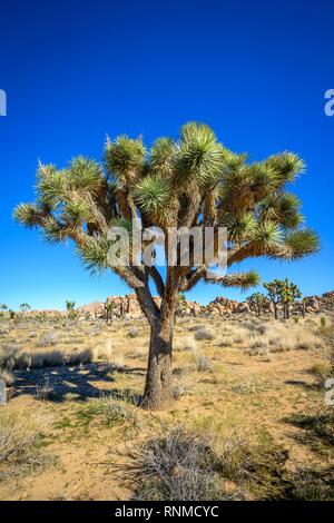 Joshua Tree (Yucca brevifolia), sentier Scout, Joshua Tree National Park, Centre du désert, California, USA Banque D'Images