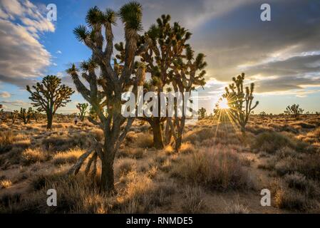 Joshua Trees (Yucca brevifolia) au coucher du soleil, désert de Mojave, paysage désertique, Mojave National Preserve, California, USA Banque D'Images