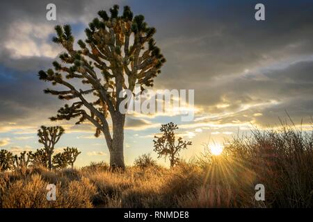 Joshua Trees (Yucca brevifolia) au coucher du soleil, désert de Mojave, paysage désertique, Mojave National Preserve, California, USA Banque D'Images