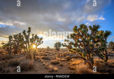 Joshua Trees (Yucca brevifolia) au coucher du soleil, désert de Mojave, paysage désertique, Mojave National Preserve, California, USA Banque D'Images