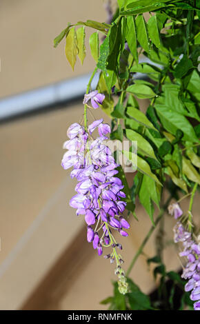 Violet Mauve Glycine bush fleurs grimpantes, piscine close up, famille des Fabacées. Banque D'Images