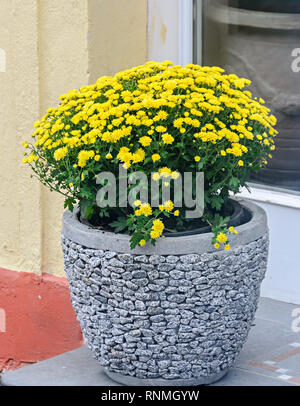 Chrysanthèmes jaunes fleurs de bush en pot rock en plein air, les mamans ou chrysanths, Close up. Banque D'Images