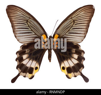 Papillon de couleur, isolé sur fond blanc avec clipping path.. Papilio Memnon. Banque D'Images
