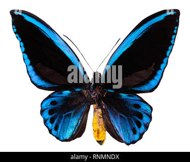 Papillon de couleur, isolé sur fond blanc avec clipping path.. Ornithoptera priamus. Banque D'Images