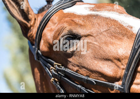 Un accueil chaleureux et agréable horse Banque D'Images