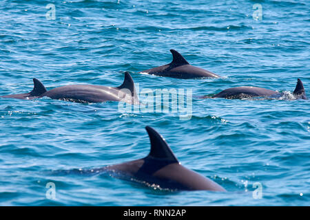 Un groupe de plusieurs dauphins sautant, flottant et la plongée dans le bleu de la mer avec des vagues Banque D'Images