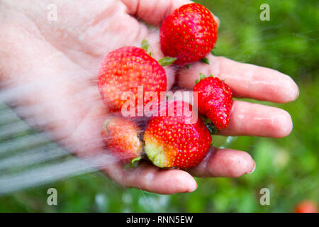 Une poignée de fraises biologiques mûrs en cours de lavage avec un faisceau d'eau Banque D'Images