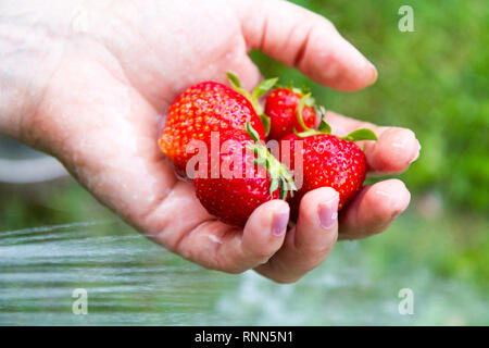 Une poignée de fraises biologiques mûrs en cours de lavage avec un faisceau d'eau Banque D'Images