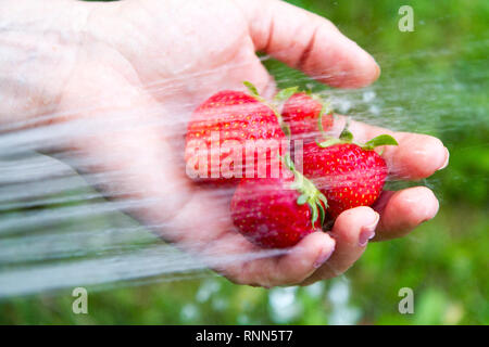 Une poignée de fraises biologiques mûrs en cours de lavage avec un faisceau d'eau Banque D'Images