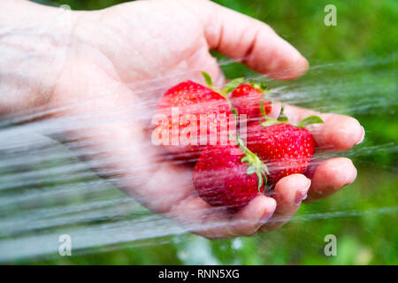 Une poignée de fraises biologiques mûrs en cours de lavage avec un faisceau d'eau Banque D'Images