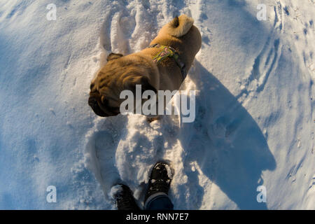 Chien marche dans l'hiver. Le PUG se tient aux pieds d'un homme. Banque D'Images