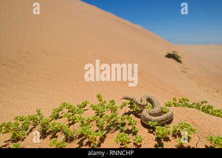 Du Peringuey Adder Bitis peringueyi - petites, viper venimeuse du désert du Namib, Walvis Bay, en Namibie. Banque D'Images