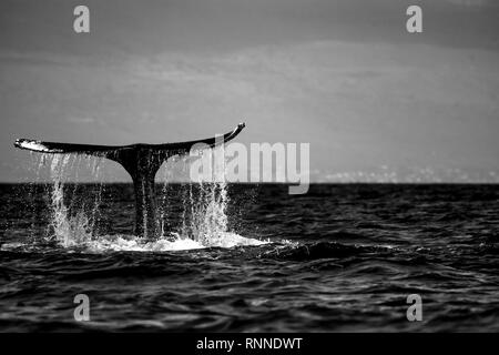 La queue d'une baleine à bosse, le levage de l'eau claire alors que la baleine a tenu sa position à plusieurs reprises, l'eau pour gifler conte près d'une minute Banque D'Images