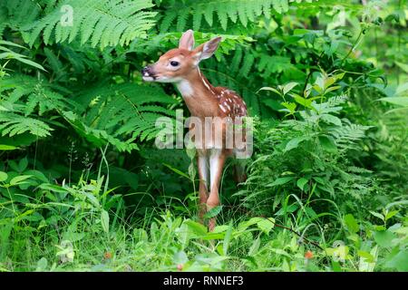 Le cerf de Virginie (Odocoileus virginianus), jeune animal, dix jours, dans les buissons, Pine Comté (Minnesota), USA Banque D'Images
