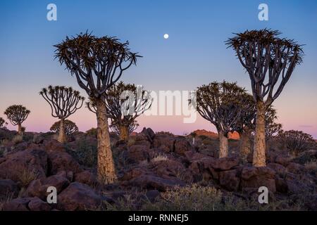 Forêt Quiver Tree (Aloe dichotoma) au coucher du soleil, Ketmanshoop, Namibie Banque D'Images