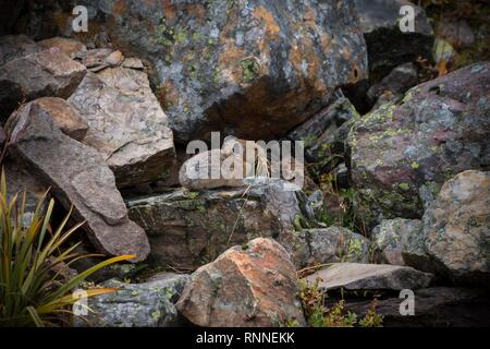 Pika américain (Ochotona princeps), assis avec l'herbe dans sa bouche dans un champ d'éboulis, Banff National Park, Alberta, Canada Banque D'Images