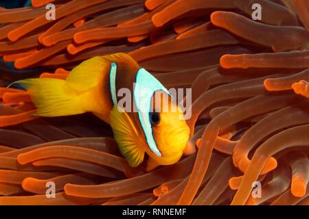 Mer Rouge poissons clowns (Amphiprion bicinctus) dans de magnifiques anémone de mer (Heteractis magnifica) red, Red Sea, Egypt Banque D'Images