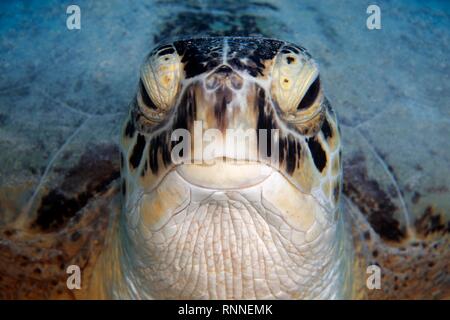 La tortue verte (Chelonia mydas) aussi , Portrait de l'avant, Red Sea, Egypt Banque D'Images