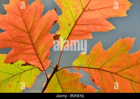 Le chêne rouge (Quercus rubra), branche avec les feuilles d'automne, en Rhénanie du Nord-Westphalie, Allemagne Banque D'Images