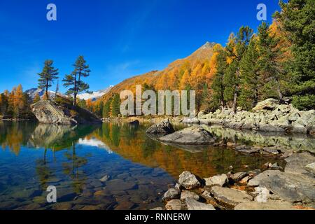 Forêt de mélèzes reflété dans le lac Lago di Saoseo, Mürasciola da maïs droit derrière les Piz Palü, Val di Campo Banque D'Images