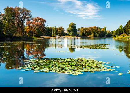 L'automne à Wörlitz Parc, Lac de nénuphars, Dessau-Wörlitz Royaume, Wörlitz, Saxe-Anhalt, Allemagne Banque D'Images