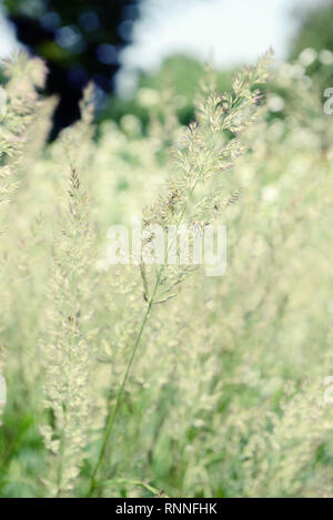 Spodiopogon sibiricus frost (herbe) en parterre. herbe est alos connu comme Siberian graybeard et silver spike. Banque D'Images