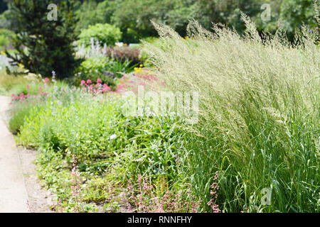 Spodiopogon sibiricus frost (herbe) en parterre. herbe est alos connu comme Siberian graybeard et silver spike. Banque D'Images