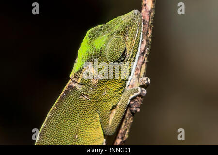 Caméléon Calumma gastrotaenia Perinet, aka, côté malgache caméléon à rayures, Band-bellied caméléon, Caméléon, ventre BANDE BLANCHE Réserve Mitsinjo Banque D'Images