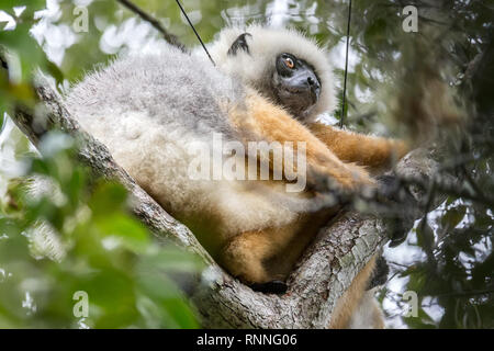 Diademed Sifaka aka diademed simpona, (Propithecus diadema) Lemur avec tracker, Tonga soa, Réserve de parc national Parc Mantadia- Andasibe, Madagascar dans le Banque D'Images