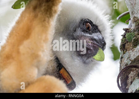 Diademed Sifaka aka diademed simpona, (Propithecus diadema) Lemur avec tracker, Tonga soa, Réserve de parc national Parc Mantadia- Andasibe, Madagascar dans le Banque D'Images