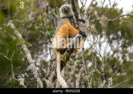 Diademed Sifaka aka diademed simpona, (Propithecus diadema) Lemur avec tracker, Tonga soa, Réserve de parc national Parc Mantadia- Andasibe, Madagascar dans le Banque D'Images