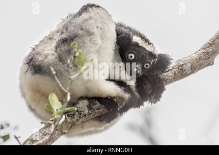 Lémurien Indri, alias Babakoto, Tonga soa, Réserve de parc national Parc Mantadia- Andasibe Madagascar sous la pluie Banque D'Images