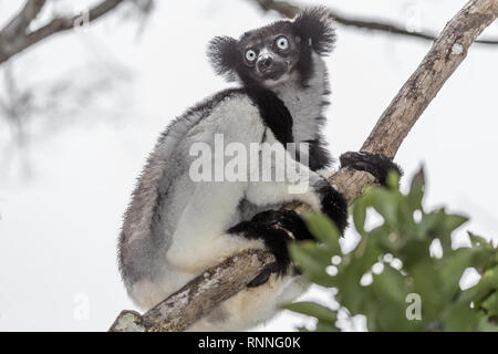 Lémurien Indri, alias Babakoto, Tonga soa, Réserve de parc national Parc Mantadia- Andasibe Madagascar sous la pluie Banque D'Images