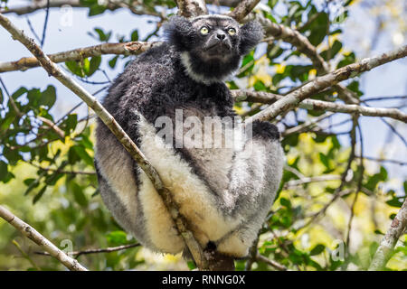 Lémurien Indri, alias babakoto, Tonga soa, Réserve de parc national Parc Mantadia- Andasibe Madagascar Banque D'Images