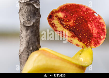 La sarracénie, Nepenthes madagascariensis, près du lac Ampitabe Madagascar. Originaire de Madagascar, carnivores avec des pièges à fosse.Couvercle présente nectar Banque D'Images