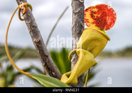 La sarracénie, Nepenthes madagascariensis, près du lac Ampitabe Madagascar. Originaire de Madagascar, carnivores avec des pièges à fosse.Couvercle présente nectar Banque D'Images