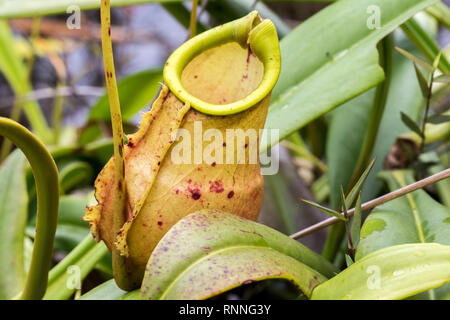 La sarracénie (Nepenthes masoalensis) près de Lake Shore Ampitabe Madagascar Banque D'Images