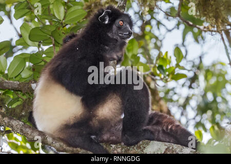 L'Milne-Edward Sifika, lemur, le Propithecus edwardsi, Parc National de Ranomafana, Madagascar Banque D'Images