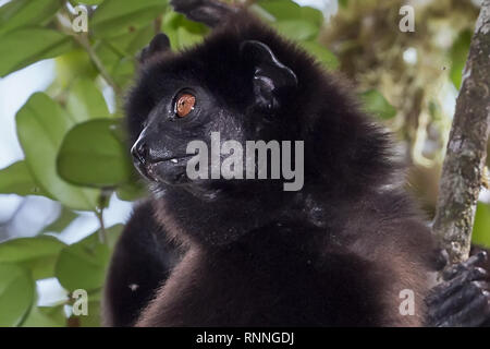 L'Milne-Edward Sifika, lemur, le Propithecus edwardsi, Parc National de Ranomafana, Madagascar Banque D'Images